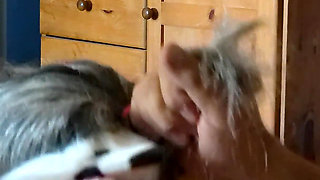 Kitty Meow Meow