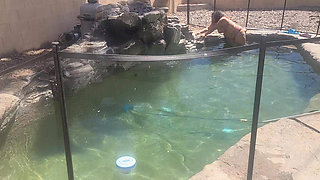 BBW Cleaning Her Pool