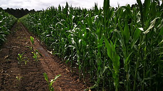 Slap my tits in the cornfield